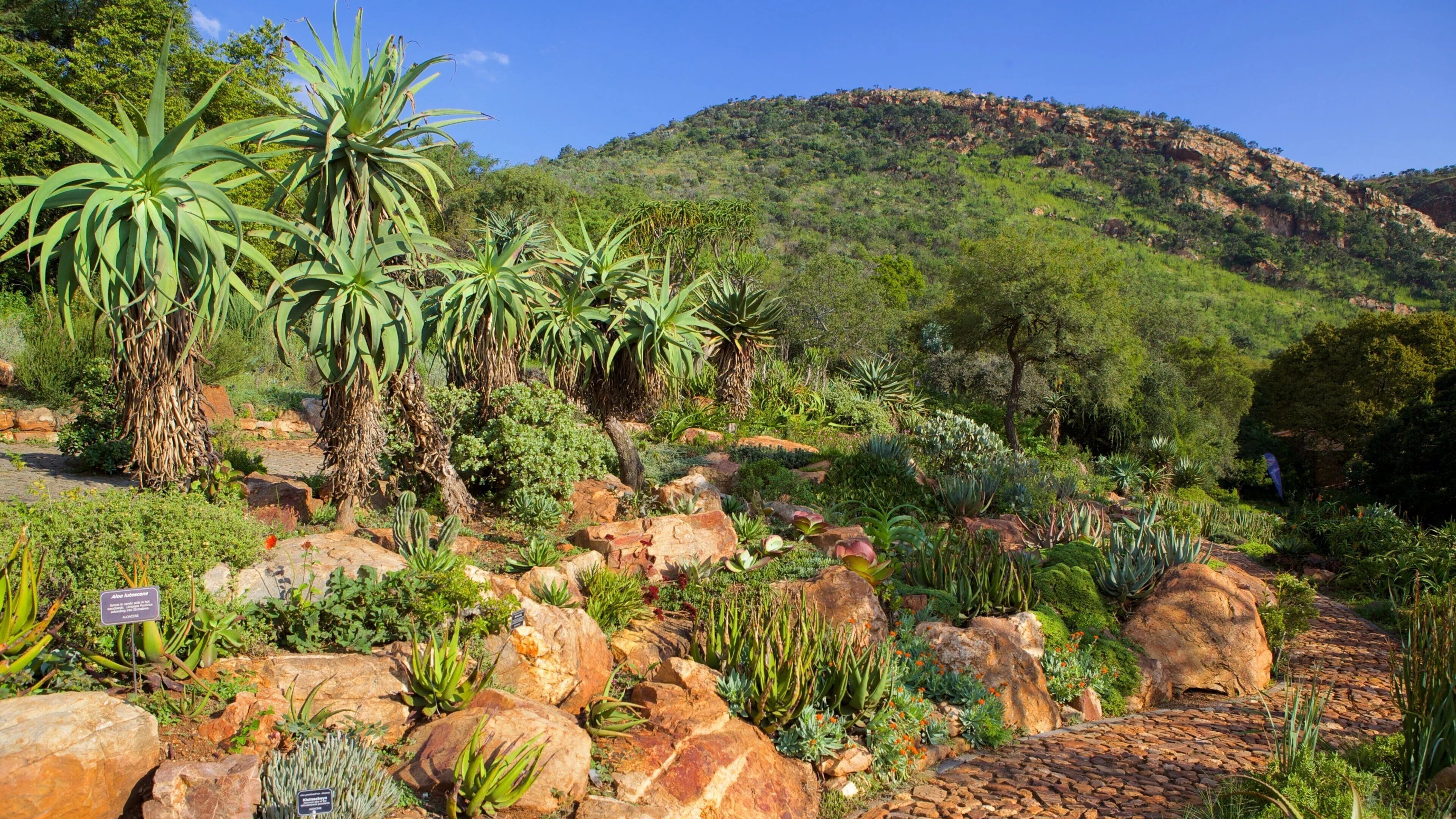 Scenic view of a garden with succulents and mountains in the background
