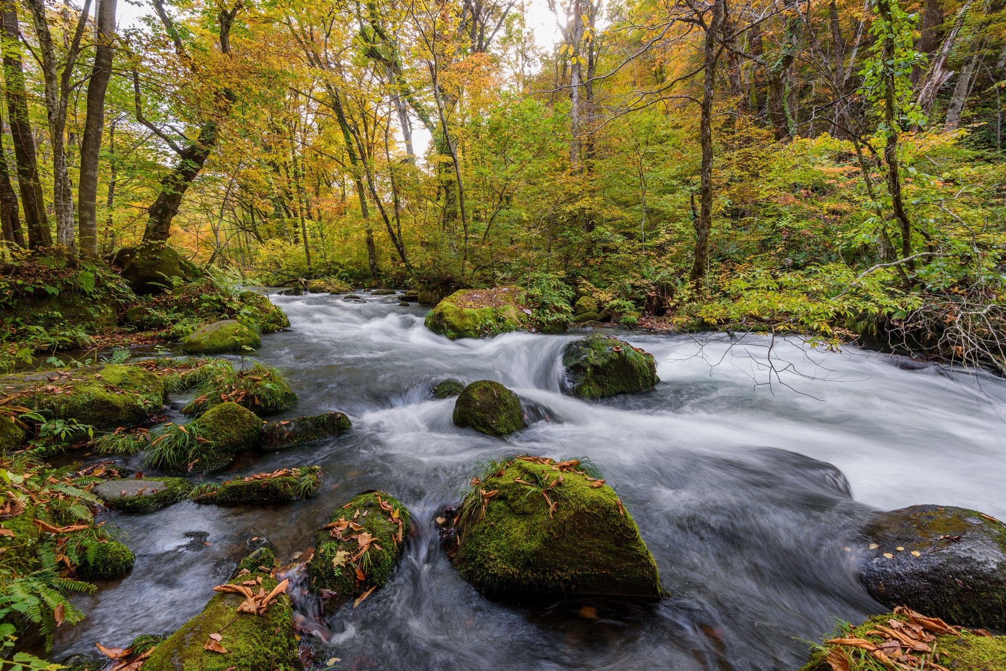 Stream flowing through a forest with colorful autumn foliage