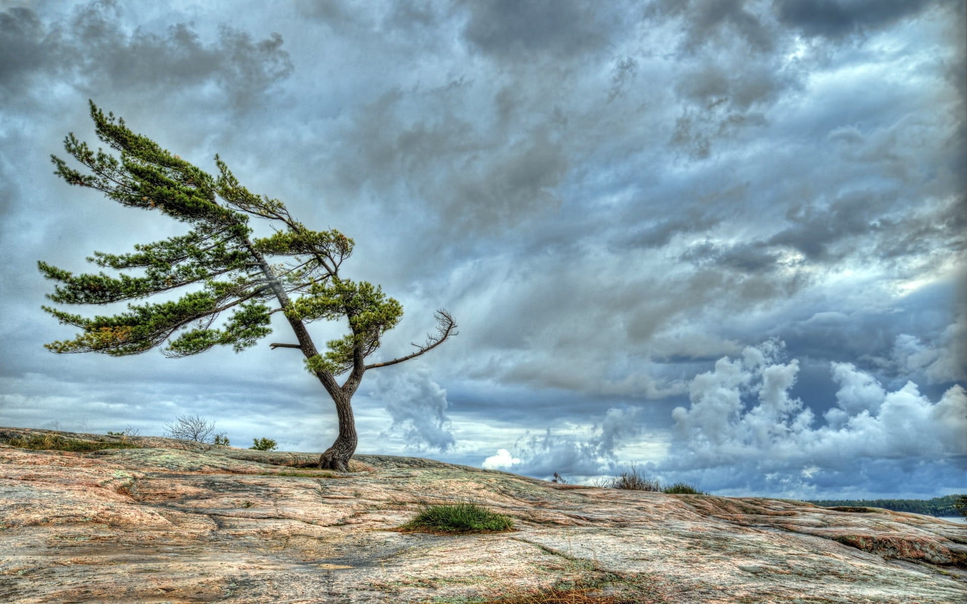 Single tree on a rocky outcrop with a dramatic sky
